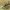 Drebulinis raštenis - Clytus arietis | Fotografijos autorius : Gintautas Steiblys | © Macrogamta.lt | Šis tinklapis priklauso bendruomenei kuri domisi makro fotografija ir fotografuoja gyvąjį makro pasaulį.