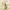 Liepinis raštenis - Chlorophorus herbstii | Fotografijos autorius : Giedrius Markevičius | © Macrogamta.lt | Šis tinklapis priklauso bendruomenei kuri domisi makro fotografija ir fotografuoja gyvąjį makro pasaulį.