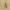 Liepinis raštenis - Chlorophorus herbstii | Fotografijos autorius : Giedrius Markevičius | © Macrogamta.lt | Šis tinklapis priklauso bendruomenei kuri domisi makro fotografija ir fotografuoja gyvąjį makro pasaulį.
