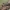 Didysis laibavabalis - Calopus serraticornis ♀ | Fotografijos autorius : Gintautas Steiblys | © Macrogamta.lt | Šis tinklapis priklauso bendruomenei kuri domisi makro fotografija ir fotografuoja gyvąjį makro pasaulį.