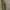 Didysis laibavabalis - Calopus serraticornis ♀ | Fotografijos autorius : Gintautas Steiblys | © Macrogamta.lt | Šis tinklapis priklauso bendruomenei kuri domisi makro fotografija ir fotografuoja gyvąjį makro pasaulį.
