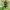 Rusvasis šakalindis - Alosterna tabacicolor | Fotografijos autorius : Vidas Brazauskas | © Macrogamta.lt | Šis tinklapis priklauso bendruomenei kuri domisi makro fotografija ir fotografuoja gyvąjį makro pasaulį.
