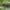 Žabalis - Haematopota crassicornis ♀ | Fotografijos autorius : Žilvinas Pūtys | © Macrogamta.lt | Šis tinklapis priklauso bendruomenei kuri domisi makro fotografija ir fotografuoja gyvąjį makro pasaulį.