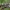 Žaliarudis vėlyvis - Allophyes oxyacanthae | Fotografijos autorius : Žilvinas Pūtys | © Macrogamta.lt | Šis tinklapis priklauso bendruomenei kuri domisi makro fotografija ir fotografuoja gyvąjį makro pasaulį.