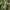 Žaliasis šoklys - Cicindela campestris | Fotografijos autorius : Gintautas Steiblys | © Macrogamta.lt | Šis tinklapis priklauso bendruomenei kuri domisi makro fotografija ir fotografuoja gyvąjį makro pasaulį.