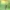 Žaliasis žiogas – Tettigonia viridissima | Fotografijos autorius : Agnė Našlėnienė | © Macrogamta.lt | Šis tinklapis priklauso bendruomenei kuri domisi makro fotografija ir fotografuoja gyvąjį makro pasaulį.