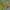 Žaliasis žiogas – Tettigonia viridissima | Fotografijos autorius : Agnė Našlėnienė | © Macrogamta.lt | Šis tinklapis priklauso bendruomenei kuri domisi makro fotografija ir fotografuoja gyvąjį makro pasaulį.