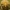 Žaliasis žvilgūnas - Diachrysia chrysitis | Fotografijos autorius : Vidas Brazauskas | © Macrogamta.lt | Šis tinklapis priklauso bendruomenei kuri domisi makro fotografija ir fotografuoja gyvąjį makro pasaulį.