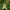 Žaliasis juostuotasis žvilgūnas - Diachrysia tutti (=stenochrysis) | Fotografijos autorius : Vidas Brazauskas | © Macrogamta.lt | Šis tinklapis priklauso bendruomenei kuri domisi makro fotografija ir fotografuoja gyvąjį makro pasaulį.