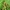 Žaliasis juostuotasis žvilgūnas - Diachrysia tutti (=stenochrysis) | Fotografijos autorius : Vidas Brazauskas | © Macrogamta.lt | Šis tinklapis priklauso bendruomenei kuri domisi makro fotografija ir fotografuoja gyvąjį makro pasaulį.