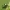 Žaliasis paslėptagalvis - Cryptocephalus sericeus | Fotografijos autorius : Vidas Brazauskas | © Macrogamta.lt | Šis tinklapis priklauso bendruomenei kuri domisi makro fotografija ir fotografuoja gyvąjį makro pasaulį.