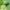 Žaliasis paslėptagalvis - Cryptocephalus sericeus | Fotografijos autorius : Vidas Brazauskas | © Macrogamta.lt | Šis tinklapis priklauso bendruomenei kuri domisi makro fotografija ir fotografuoja gyvąjį makro pasaulį.