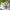 Žaliasis pjūklelis - Rhogogaster viridis | Fotografijos autorius : Kazimieras Martinaitis | © Macrogamta.lt | Šis tinklapis priklauso bendruomenei kuri domisi makro fotografija ir fotografuoja gyvąjį makro pasaulį.