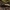 Žaliasis rugiaspragšis - Selatosomus aeneus | Fotografijos autorius : Žilvinas Pūtys | © Macrogamta.lt | Šis tinklapis priklauso bendruomenei kuri domisi makro fotografija ir fotografuoja gyvąjį makro pasaulį.