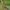 Žaliasis skėriukas - Omocestus viridulus | Fotografijos autorius : Gintautas Steiblys | © Macrogamta.lt | Šis tinklapis priklauso bendruomenei kuri domisi makro fotografija ir fotografuoja gyvąjį makro pasaulį.