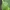 Žaliasis skydinukas - Cassida viridis | Fotografijos autorius : Kazimieras Martinaitis | © Macrogamta.lt | Šis tinklapis priklauso bendruomenei kuri domisi makro fotografija ir fotografuoja gyvąjį makro pasaulį.