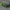 Žaliasis vikriažygis - Harpalus affinis | Fotografijos autorius : Žilvinas Pūtys | © Macrogamta.lt | Šis tinklapis priklauso bendruomenei kuri domisi makro fotografija ir fotografuoja gyvąjį makro pasaulį.