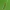 Žalioji cikadelė - Cicadella viridis | Fotografijos autorius : Vidas Brazauskas | © Macrogamta.lt | Šis tinklapis priklauso bendruomenei kuri domisi makro fotografija ir fotografuoja gyvąjį makro pasaulį.