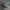 Žalioji dygliamusė - Gymnocheta viridis | Fotografijos autorius : Žilvinas Pūtys | © Macrogamta.lt | Šis tinklapis priklauso bendruomenei kuri domisi makro fotografija ir fotografuoja gyvąjį makro pasaulį.