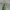 Juodagalvė ilgaūsė makštinė kandis - Cauchas rufimitrella | Fotografijos autorius : Gintautas Steiblys | © Macrogamta.lt | Šis tinklapis priklauso bendruomenei kuri domisi makro fotografija ir fotografuoja gyvąjį makro pasaulį.
