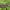 Žalioji rupūžė - Bufotes viridis | Fotografijos autorius : Vytautas Gluoksnis | © Macrogamta.lt | Šis tinklapis priklauso bendruomenei kuri domisi makro fotografija ir fotografuoja gyvąjį makro pasaulį.