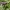Žalioji rupūžė - Bufotes viridis | Fotografijos autorius : Dalia Račkauskaitė | © Macrogamta.lt | Šis tinklapis priklauso bendruomenei kuri domisi makro fotografija ir fotografuoja gyvąjį makro pasaulį.