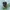 Žaliojo skydinuko lerva | Cassida cf. viridis | Fotografijos autorius : Darius Baužys | © Macrogamta.lt | Šis tinklapis priklauso bendruomenei kuri domisi makro fotografija ir fotografuoja gyvąjį makro pasaulį.