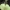 Geltonasis baltikas - Tricholoma sulphureum | Fotografijos autorius : Ramunė Vakarė | © Macrogamta.lt | Šis tinklapis priklauso bendruomenei kuri domisi makro fotografija ir fotografuoja gyvąjį makro pasaulį.