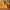Geltonasis baltikas - Tricholoma sulphureum | Fotografijos autorius : Ramunė Vakarė | © Macrogamta.lt | Šis tinklapis priklauso bendruomenei kuri domisi makro fotografija ir fotografuoja gyvąjį makro pasaulį.
