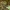 Žalsvasis kuprys - Gibbaranea gibbosa | Fotografijos autorius : Žilvinas Pūtys | © Macrogamta.lt | Šis tinklapis priklauso bendruomenei kuri domisi makro fotografija ir fotografuoja gyvąjį makro pasaulį.
