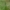 Žalsvoji strėliukė - Lestes virens ♂ | Fotografijos autorius : Gintautas Steiblys | © Macrogamta.lt | Šis tinklapis priklauso bendruomenei kuri domisi makro fotografija ir fotografuoja gyvąjį makro pasaulį.