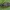 Žalutė - Cheilosia carbonaria ♀ | Fotografijos autorius : Žilvinas Pūtys | © Macrogamta.lt | Šis tinklapis priklauso bendruomenei kuri domisi makro fotografija ir fotografuoja gyvąjį makro pasaulį.