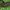 Žalutė - Cheilosia flavipes ♂ | Fotografijos autorius : Žilvinas Pūtys | © Macrogamta.lt | Šis tinklapis priklauso bendruomenei kuri domisi makro fotografija ir fotografuoja gyvąjį makro pasaulį.