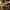 Žeminis karpininkas - Thelephora terrestris | Fotografijos autorius : Vytautas Gluoksnis | © Macrogamta.lt | Šis tinklapis priklauso bendruomenei kuri domisi makro fotografija ir fotografuoja gyvąjį makro pasaulį.