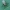 Žiedenė - Anthomyia pluvialis | Fotografijos autorius : Gintautas Steiblys | © Macrogamta.lt | Šis tinklapis priklauso bendruomenei kuri domisi makro fotografija ir fotografuoja gyvąjį makro pasaulį.