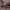 Žiedmusė - Chalcosyrphus valgus ♂ | Fotografijos autorius : Žilvinas Pūtys | © Macrogamta.lt | Šis tinklapis priklauso bendruomenei kuri domisi makro fotografija ir fotografuoja gyvąjį makro pasaulį.