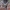 Žiedmusė - Chrysotoxum bicinctum | Fotografijos autorius : Romas Ferenca | © Macrogamta.lt | Šis tinklapis priklauso bendruomenei kuri domisi makro fotografija ir fotografuoja gyvąjį makro pasaulį.