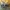 Žiedmusė - Chrysotoxum bicinctum | Fotografijos autorius : Žilvinas Pūtys | © Macrogamta.lt | Šis tinklapis priklauso bendruomenei kuri domisi makro fotografija ir fotografuoja gyvąjį makro pasaulį.