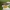 Žiedmusė - Melanostoma mellinum ♀ | Fotografijos autorius : Žilvinas Pūtys | © Macrogamta.lt | Šis tinklapis priklauso bendruomenei kuri domisi makro fotografija ir fotografuoja gyvąjį makro pasaulį.