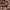 Žieduotoji plėšriablakė - Rhynocoris annulatus, nimfa | Fotografijos autorius : Žilvinas Pūtys | © Macrogamta.lt | Šis tinklapis priklauso bendruomenei kuri domisi makro fotografija ir fotografuoja gyvąjį makro pasaulį.