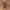 Žieduotoji plėšriablakė - Rhynocoris annulatus | Fotografijos autorius : Žilvinas Pūtys | © Macrogamta.lt | Šis tinklapis priklauso bendruomenei kuri domisi makro fotografija ir fotografuoja gyvąjį makro pasaulį.