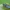 Žieduotoji plėšriablakė - Rhynocoris annulatus | Fotografijos autorius : Gintautas Steiblys | © Macrogamta.lt | Šis tinklapis priklauso bendruomenei kuri domisi makro fotografija ir fotografuoja gyvąjį makro pasaulį.
