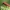 Žiedvabalis - Lopheros rubens | Fotografijos autorius : Žilvinas Pūtys | © Macrogamta.lt | Šis tinklapis priklauso bendruomenei kuri domisi makro fotografija ir fotografuoja gyvąjį makro pasaulį.