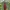 Žiedvabalis - Lygistopterus sanguineus | Fotografijos autorius : Žilvinas Pūtys | © Macrogamta.lt | Šis tinklapis priklauso bendruomenei kuri domisi makro fotografija ir fotografuoja gyvąjį makro pasaulį.