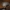 Žieminė skylėtbudė - Lentinus brumalis | Fotografijos autorius : Žilvinas Pūtys | © Macrogamta.lt | Šis tinklapis priklauso bendruomenei kuri domisi makro fotografija ir fotografuoja gyvąjį makro pasaulį.