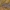 Žieminis ilgasparniukas - Lithophane furcifera | Fotografijos autorius : Žilvinas Pūtys | © Macrogamta.lt | Šis tinklapis priklauso bendruomenei kuri domisi makro fotografija ir fotografuoja gyvąjį makro pasaulį.