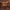 Žievėgraužis graveris - Pityogenes chalcographus ♀ | Fotografijos autorius : Žilvinas Pūtys | © Macrogamta.lt | Šis tinklapis priklauso bendruomenei kuri domisi makro fotografija ir fotografuoja gyvąjį makro pasaulį.