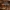 Žievėgraužis graveris - Pityogenes chalcographus ♂ | Fotografijos autorius : Žilvinas Pūtys | © Macrogamta.lt | Šis tinklapis priklauso bendruomenei kuri domisi makro fotografija ir fotografuoja gyvąjį makro pasaulį.