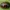 Žilvitinis dygblauzdis - Gonioctena viminalis | Fotografijos autorius : Žilvinas Pūtys | © Macrogamta.lt | Šis tinklapis priklauso bendruomenei kuri domisi makro fotografija ir fotografuoja gyvąjį makro pasaulį.
