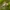 Aeshna cyanea - Mėlynžiedis laumžirgis | Fotografijos autorius : Zita Gasiūnaitė | © Macrogamta.lt | Šis tinklapis priklauso bendruomenei kuri domisi makro fotografija ir fotografuoja gyvąjį makro pasaulį.